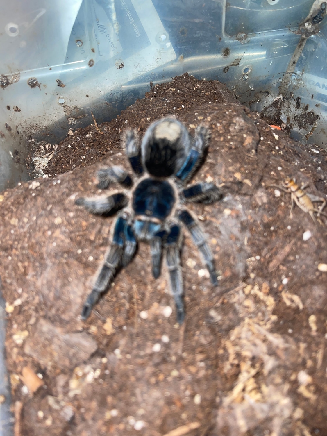 Thrixopelma Cyaneolum “ Colbalt Red Rump Tarantula by Michigan