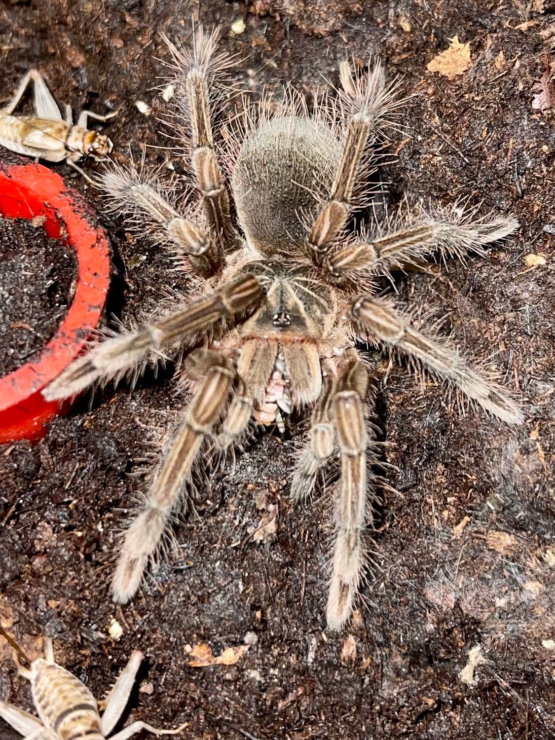 Theraphosa Stirmi "Burgandy Goliath Bird Eater Tarantula by Michigan