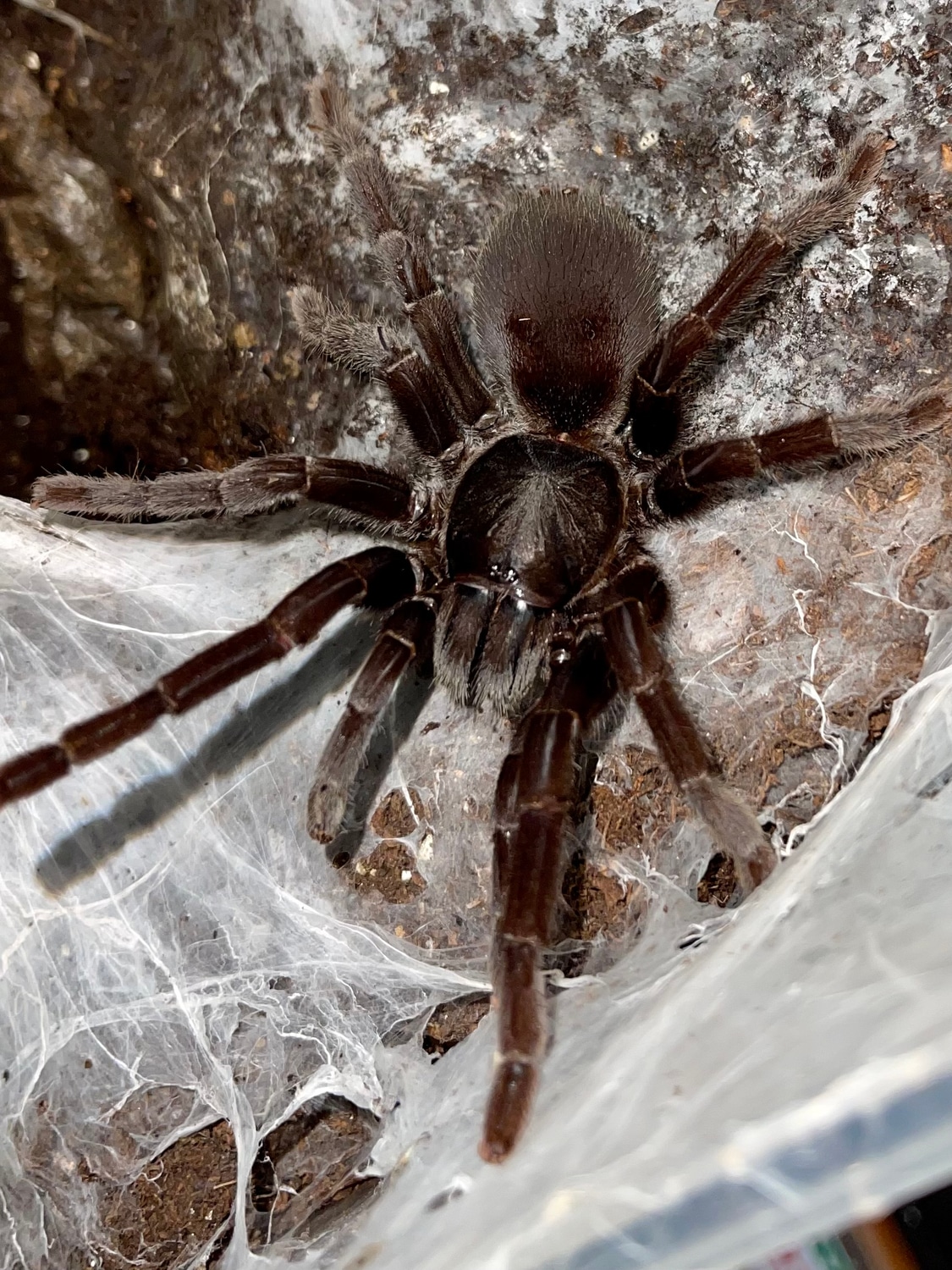 Chilobrachys Fumosus "Black Satan Tarantula by Michigan Arachnid