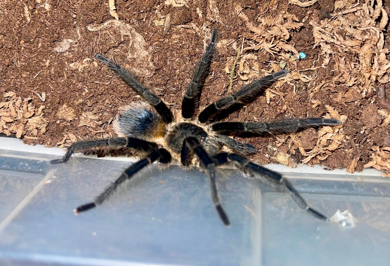 Psedehopolopus Sp Blue Tarantula by Michigan Arachnid Breeders