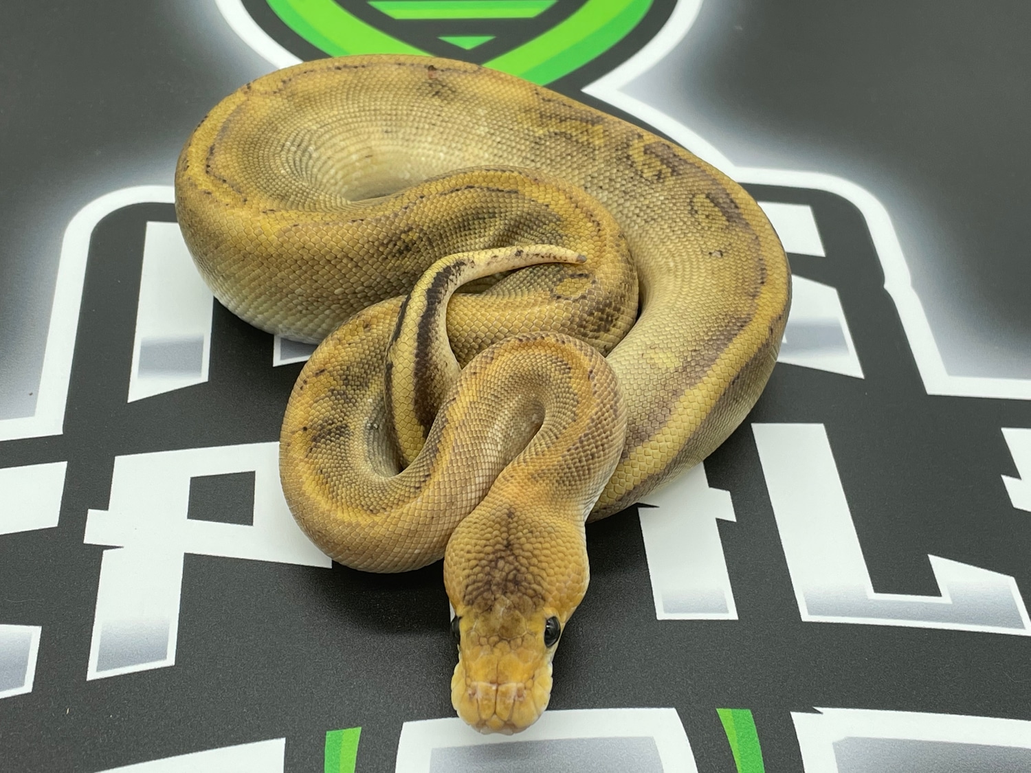 Champagne Ball Python by MPC Reptiles - MorphMarket