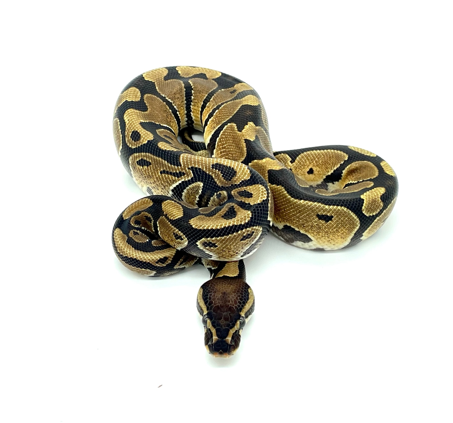 Female Normal Ball Python by MPC Reptiles - MorphMarket