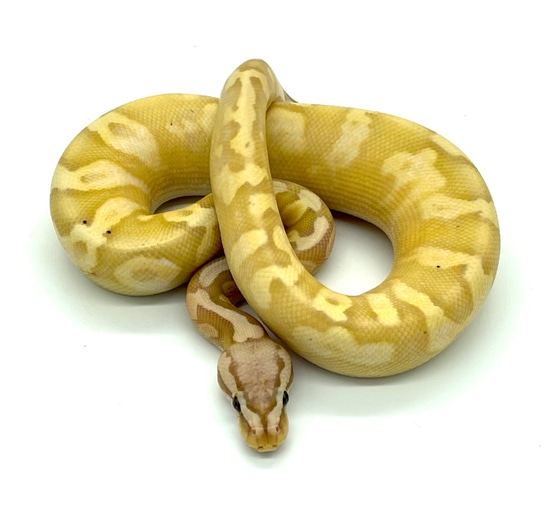 Pastel Banana Calico Yellow Belly Ball Python by MPC Reptiles