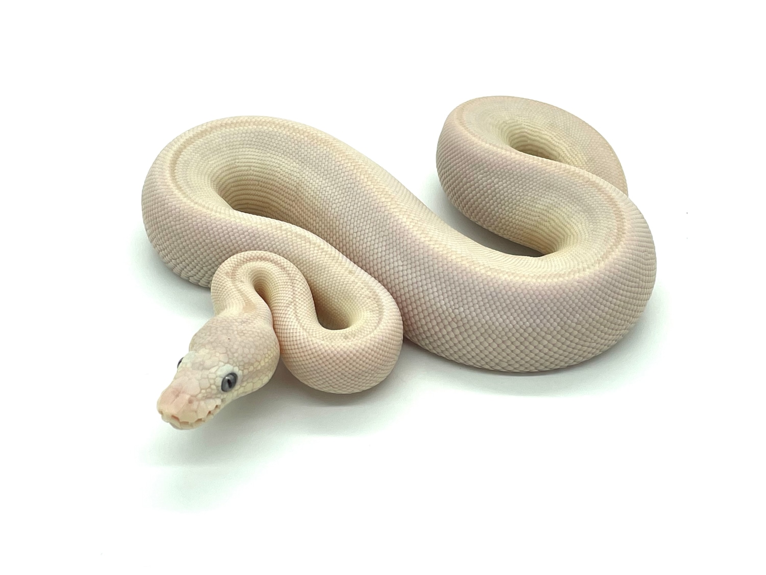 Blue Eyed Lucy (BEL) Ball Python by MPC Reptiles - MorphMarket