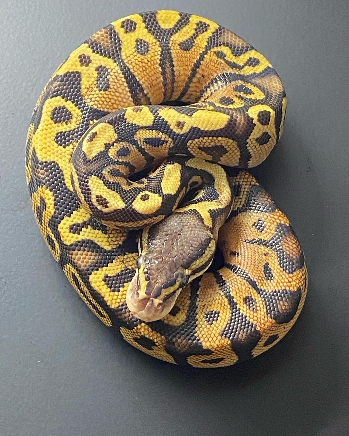 Firefly Ball Python by Hiss & Tail - MorphMarket