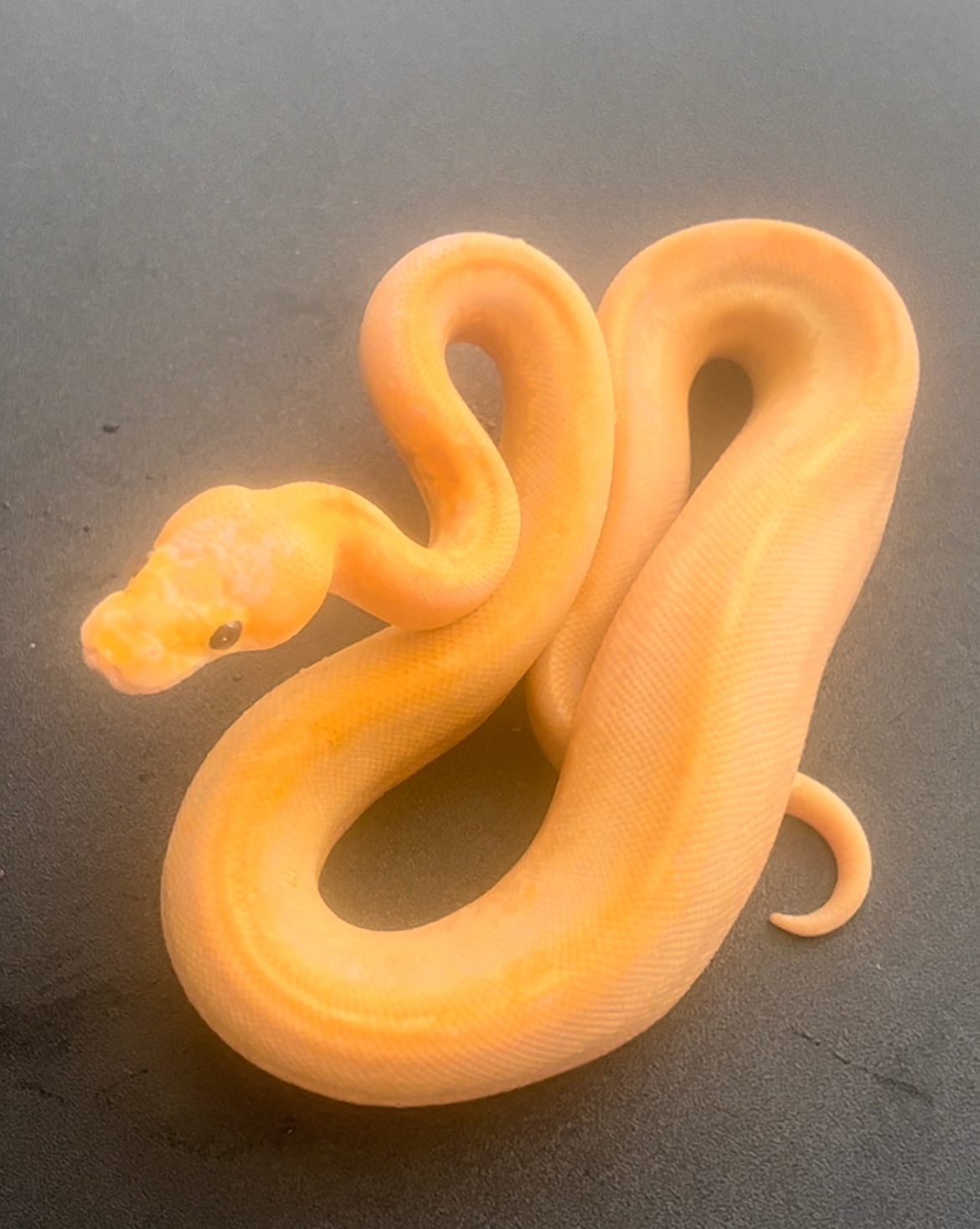 Banana Champagne Ball Python by Hiss & Tail MorphMarket