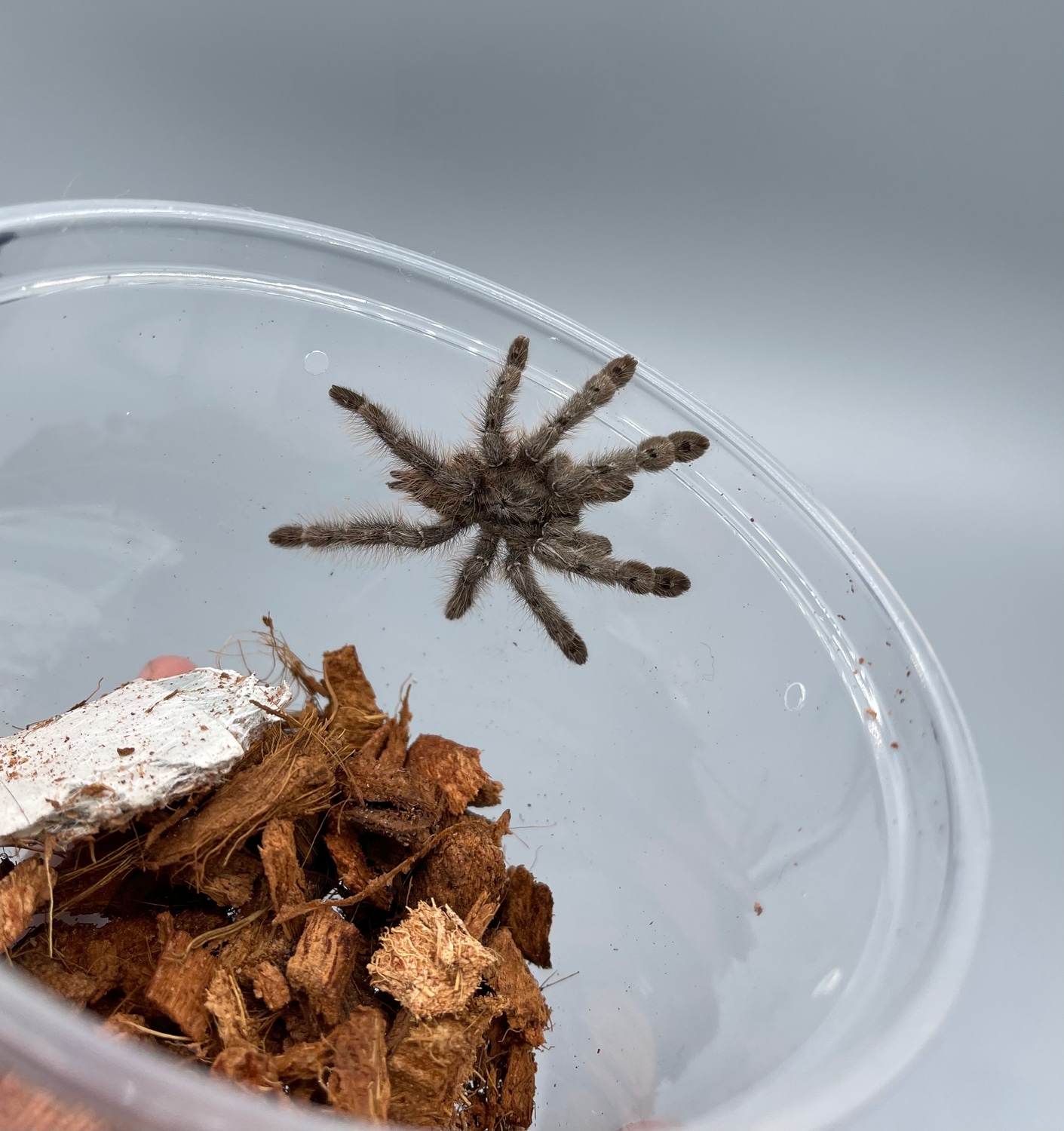 Ornamental Baboon Tarantula by FinosRainforestExoticPets MorphMarket