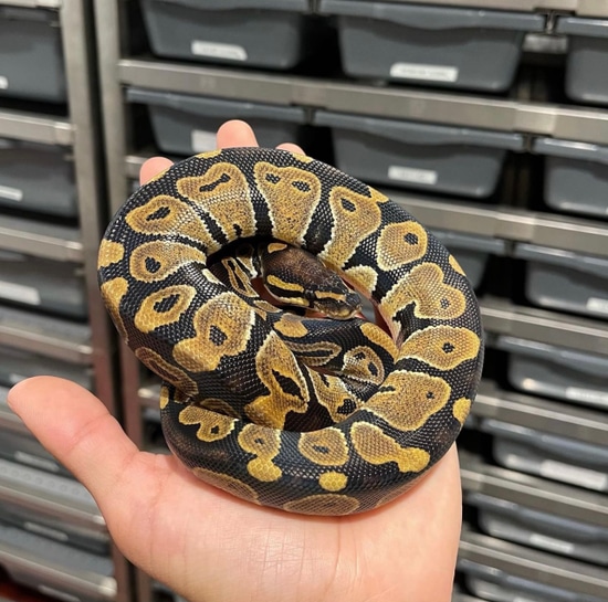 Normal Ball Pythons Het VPI by FinosRainforestExoticPets
