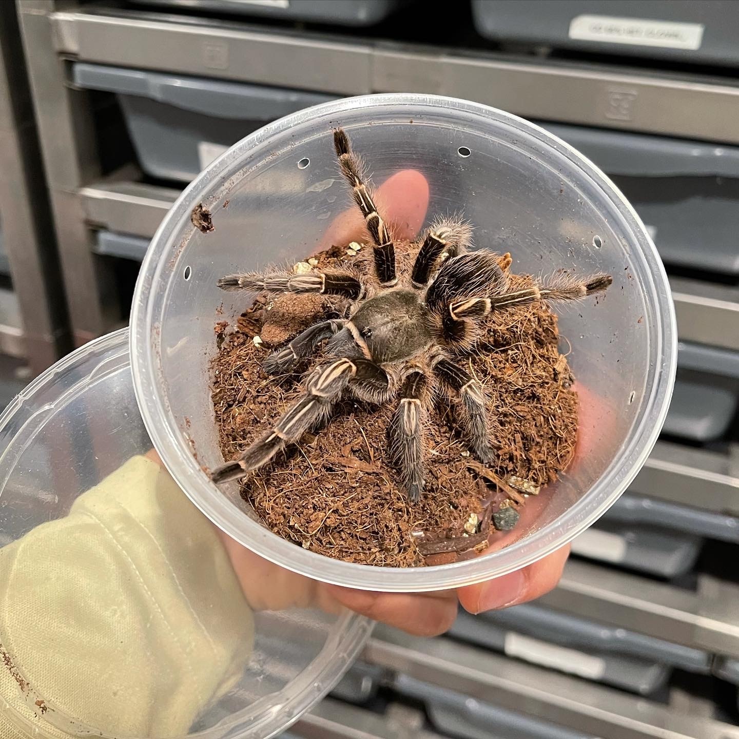 Stripe Knee Tarantula by FinosRainforestExoticPets MorphMarket