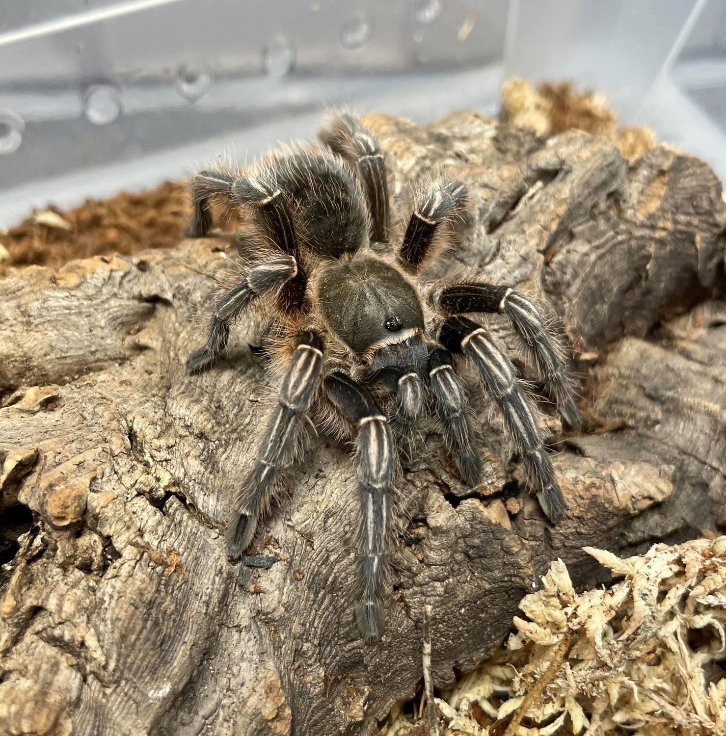 Stripe Knee (Aphonopelma Seemanni) Tarantula by