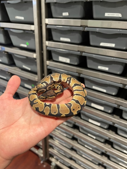 CBB Normal Ball Pythons Hermann's Tortoise by FinosRainforestExoticPets
