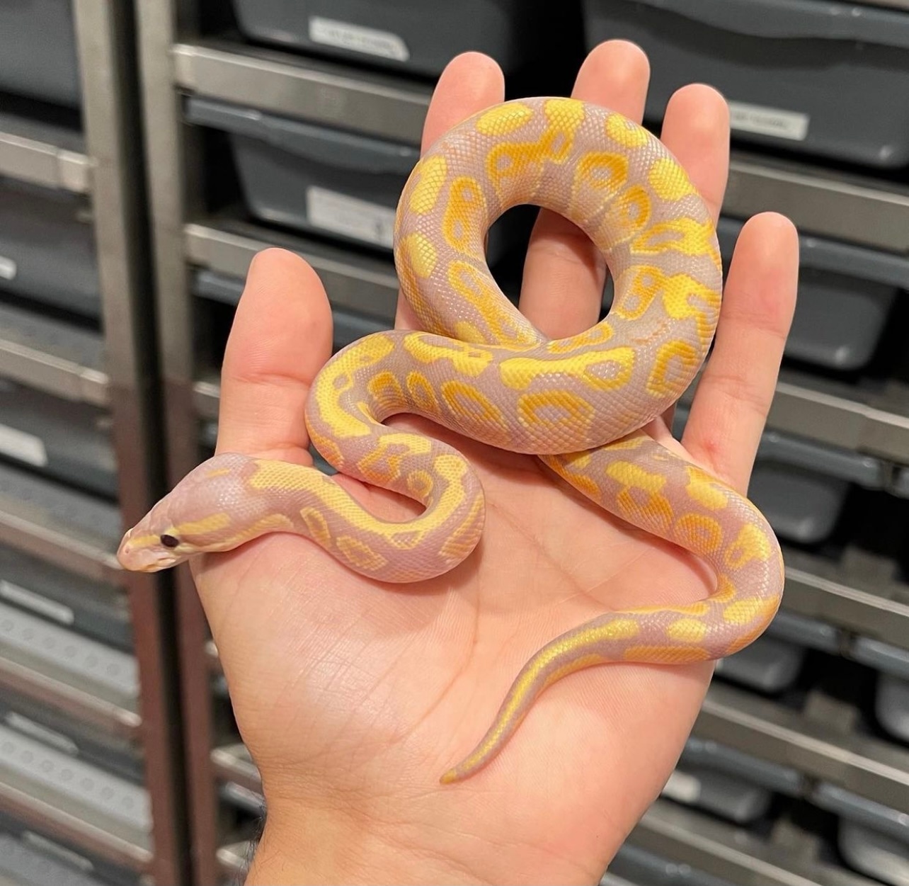 Banana Pastel Ball Python by FinosRainforestExoticPets MorphMarket