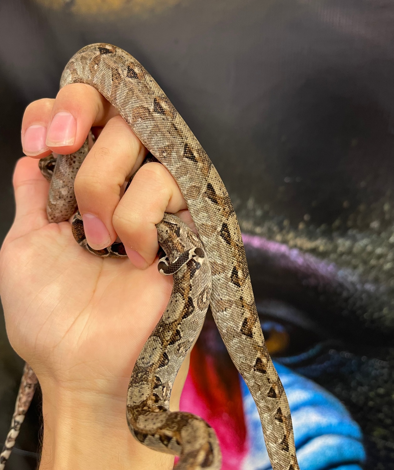 Central American Red Tail Boas Boa Constrictor by