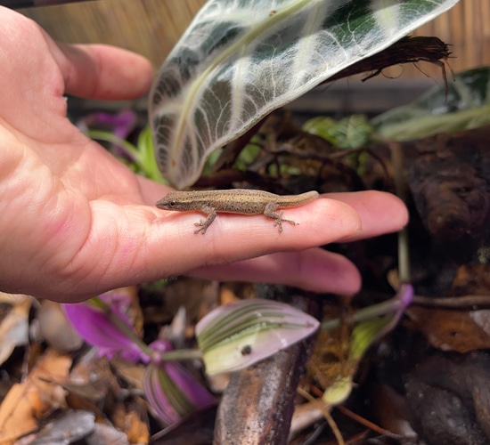 cameroon-dwarf-gecko-lygodactylus-conraui-more-gecko-by