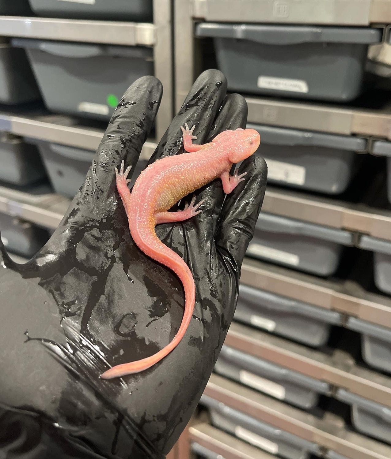 Leucistic Spanish Ribbed Newt by FinosRainforestExoticPets MorphMarket