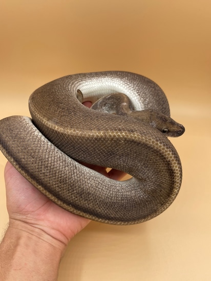Super Suma Mocha Ball Python by FinosRainforestExoticPets