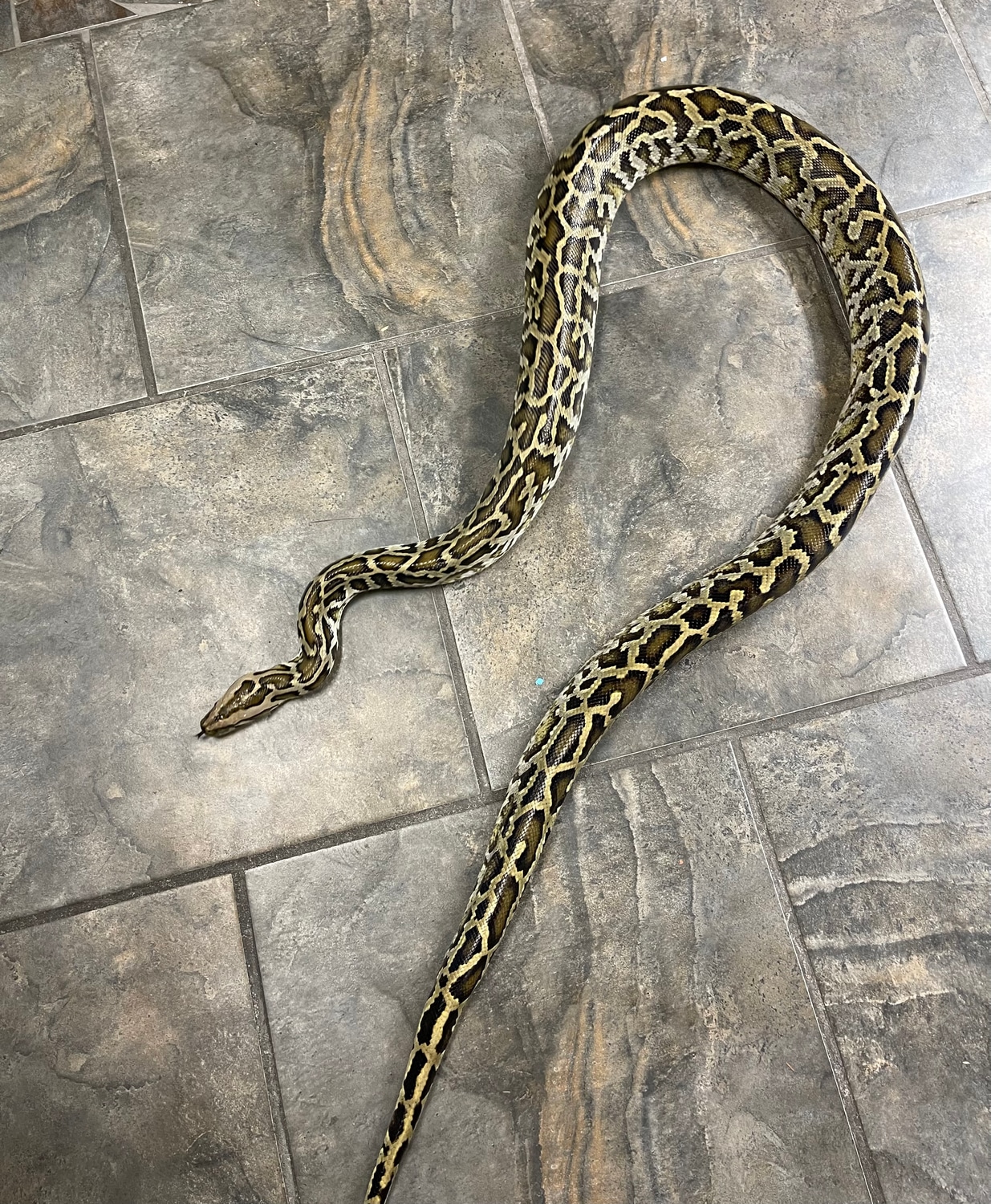Normal Burmese Python by FinosRainforestExoticPets - MorphMarket