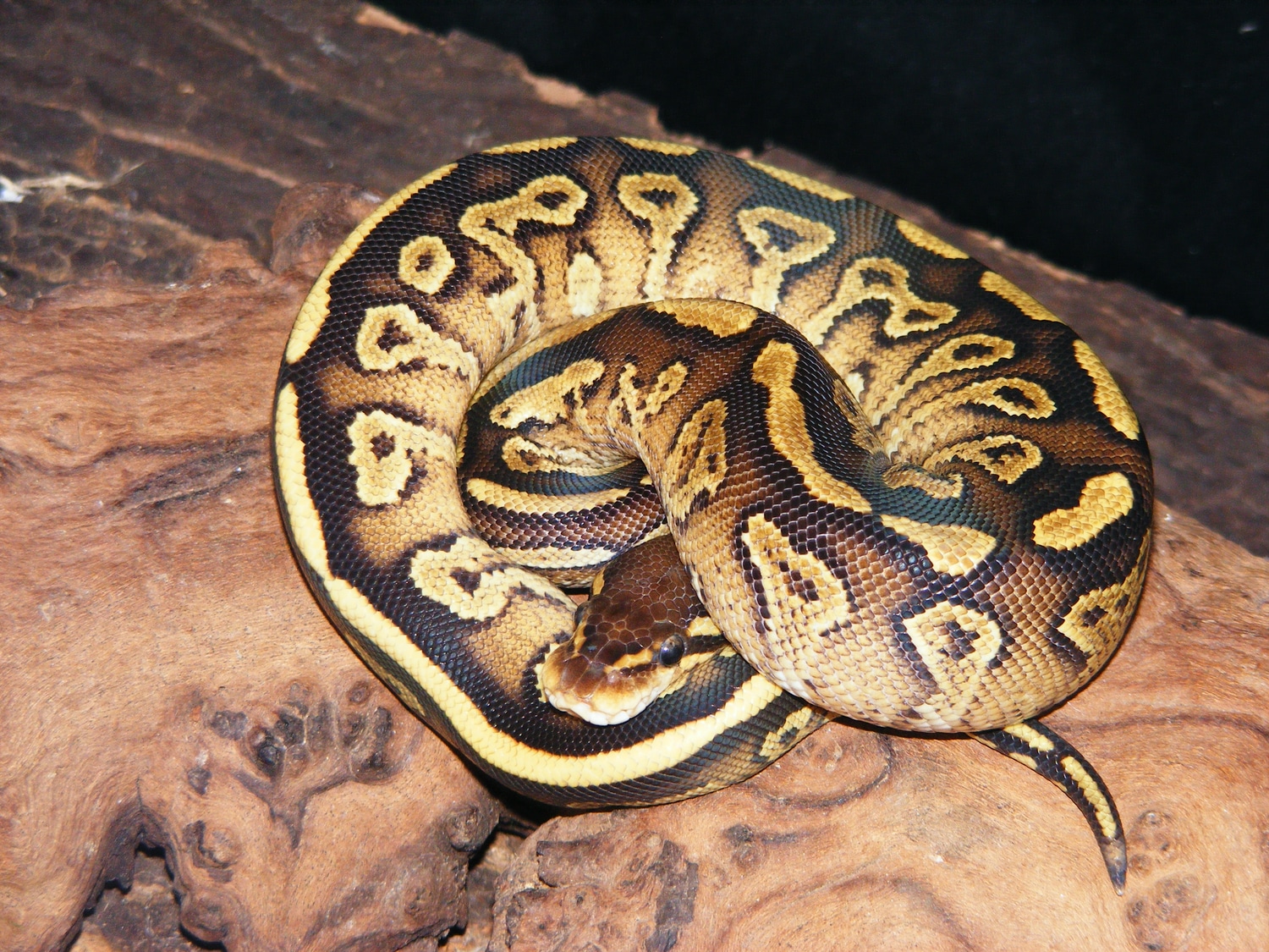 Bongo Vanilla Yellowbelly Ball Python by Malestroms Reptile Ranch