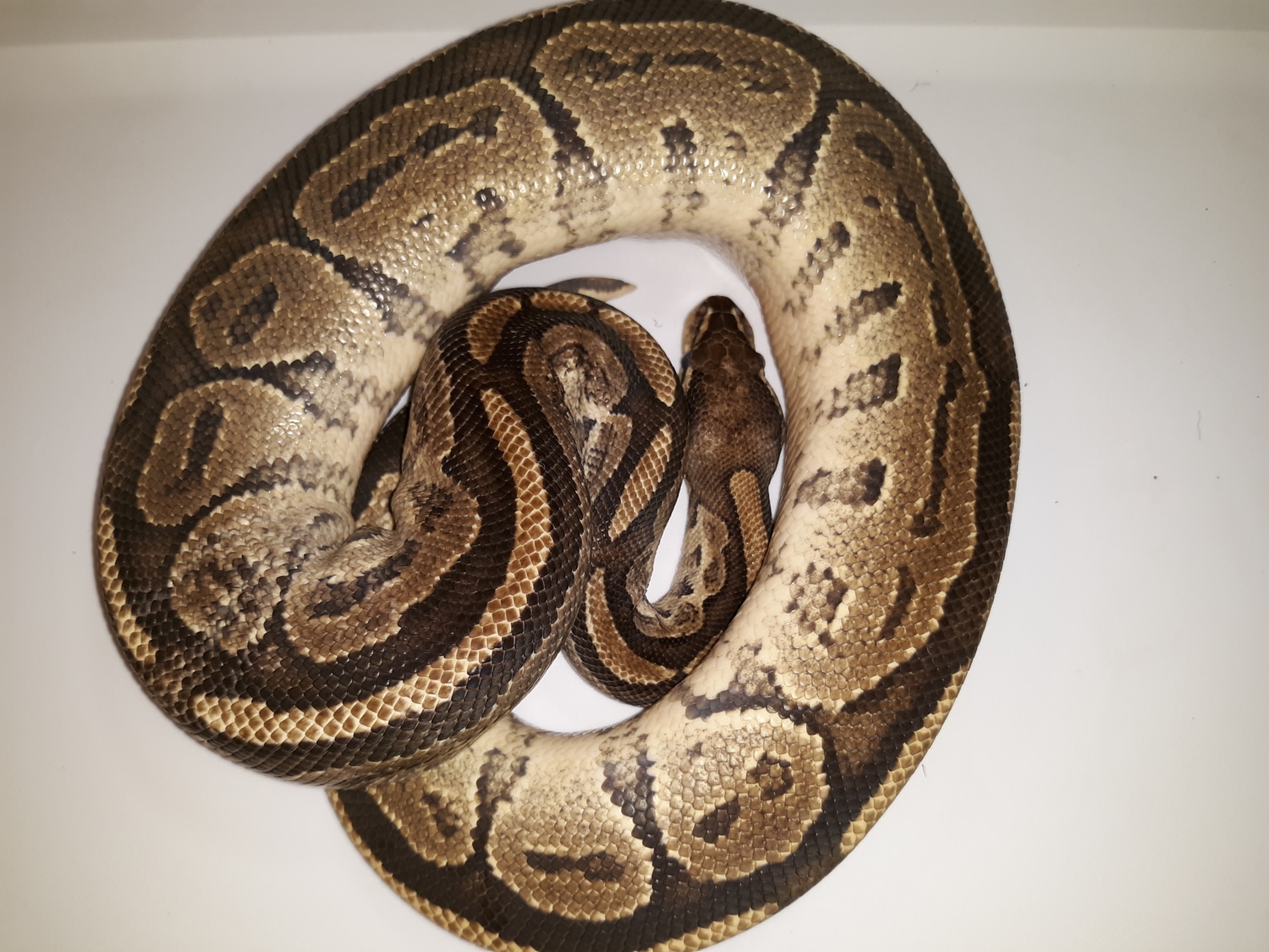 Vanilla Bongo Ball Python by Malestroms Reptile Ranch Balls A'Fire