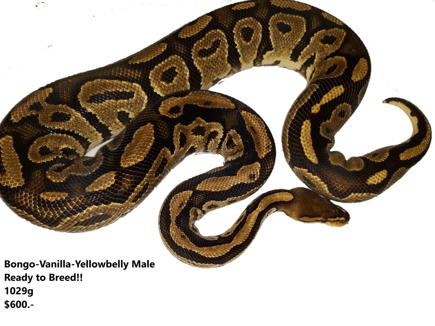 Bongo Vanilla Yellowbelly Ball Python by Malestroms Reptile Ranch