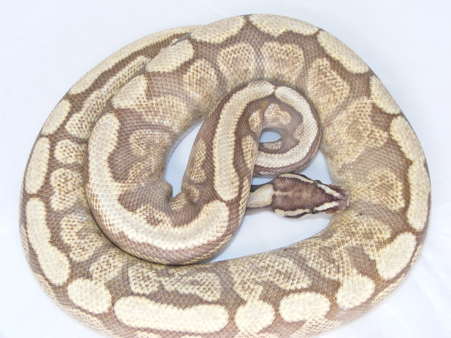 Ghi Mojave Spider Ball Python by Malestroms Reptile Ranch ~ Balls A ...