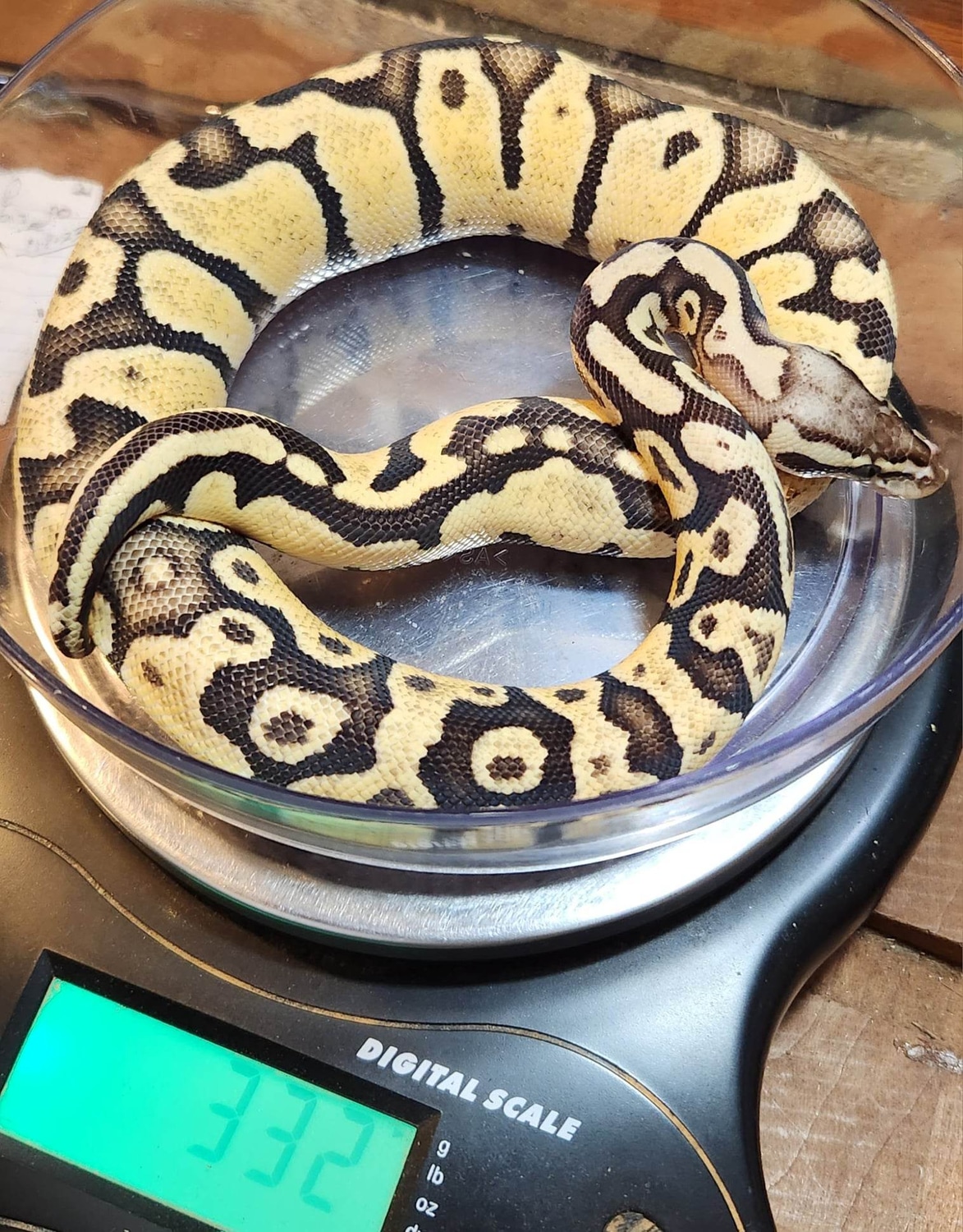 Super Citrus Pastel Enchi Fire Orange Dream Ball Python by Malestroms