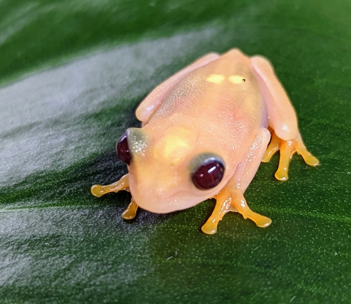 Bubble Gum RedEyed Tree Frog by MorphMarket