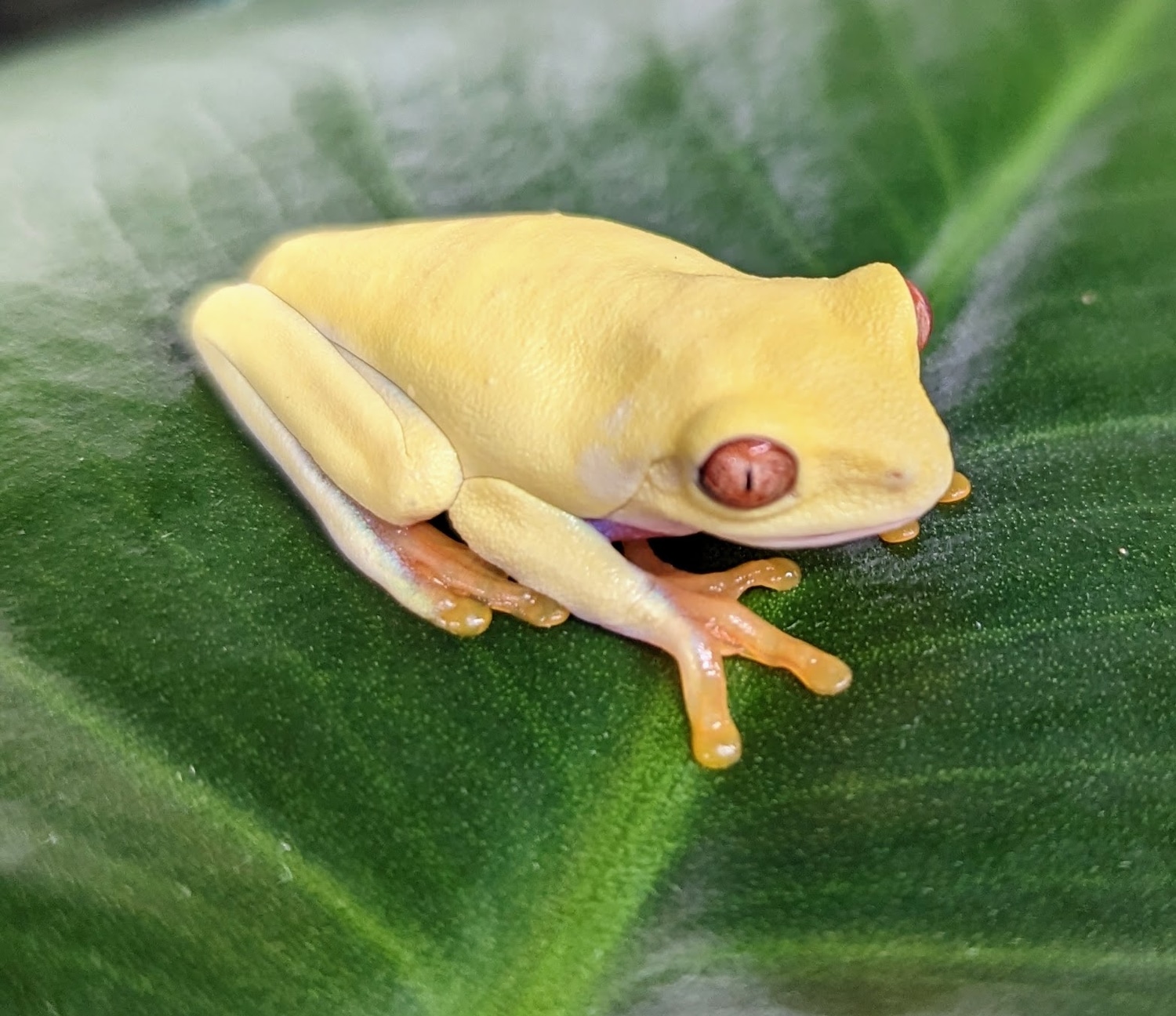 Albino RedEyed Tree Frog by MorphMarket