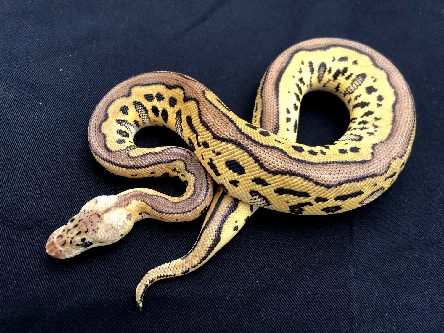 Leopard Pastel Clown Ball Python by Constrictor distributor - MorphMarket