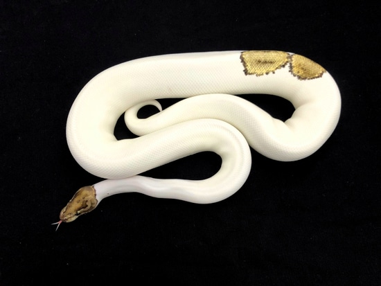 Pinto Ball Python Piebald Pinto Pastel Ball Python by Constrictor distributor