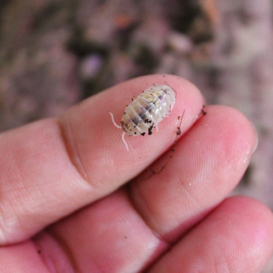 20ct American Magic Potion Armadillidium Vulgare - Live Bioactive ...