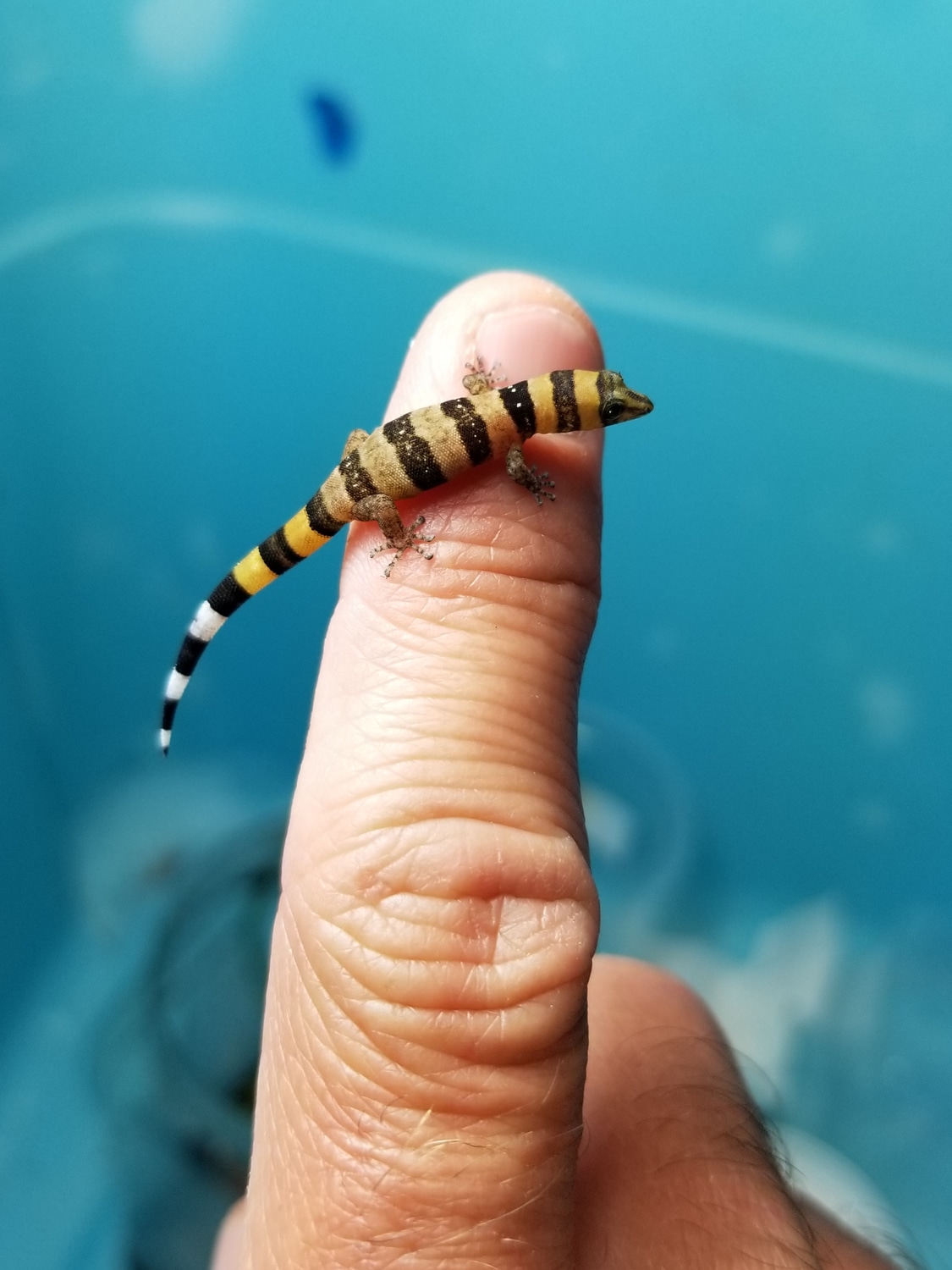 Ocujal RARE More Gecko by Micro Geckos and More. MorphMarket