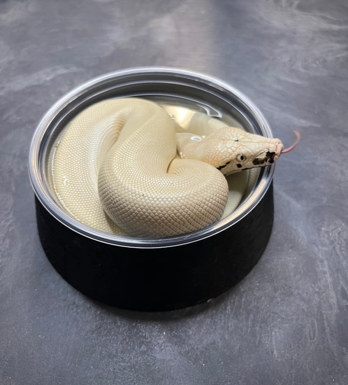 Magpie Matrix Blood Python by Mid America Reptiles