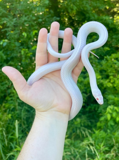 Whiteout Corn Snake by Mid America Reptiles