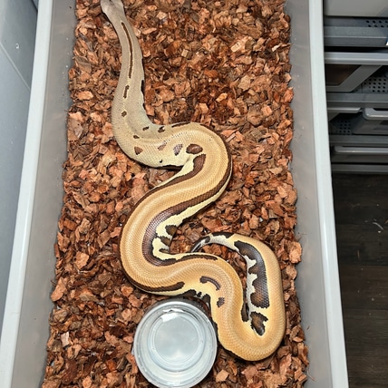 Mid America Reptiles - MorphMarket