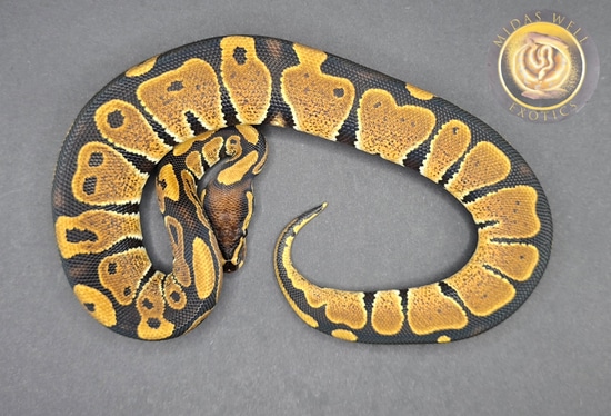 Free Shipping Female DH Hypo Ultramel 50% Het Pied Ball Python by Midas ...