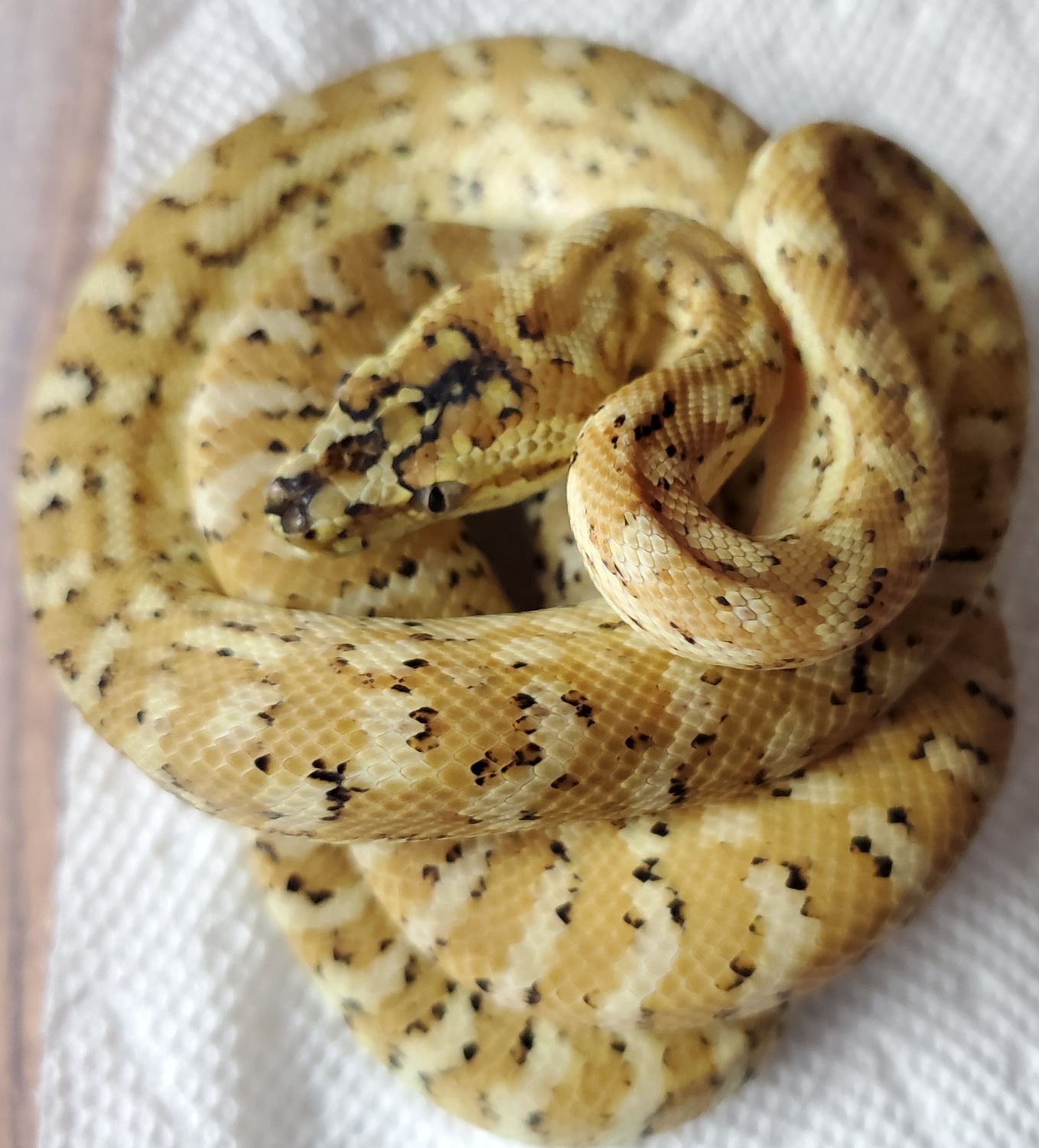 Super Caramel Coastal Carpet Python by Mid Atlantic Reptile - MorphMarket