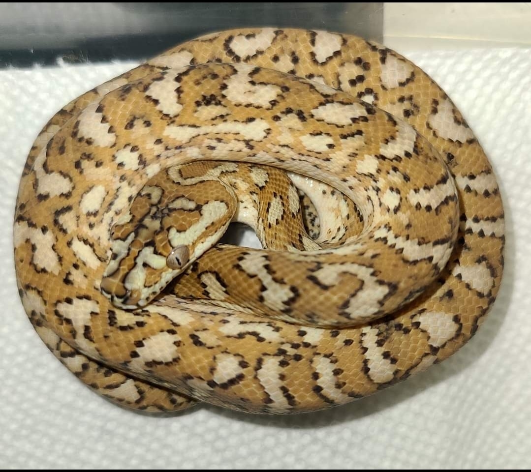 Super Caramel Coastal Carpet Python by Mid Atlantic Reptile - MorphMarket