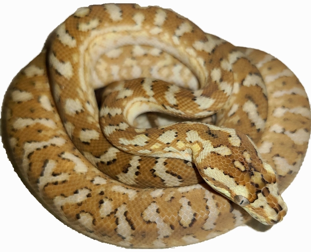 Super Caramel Coastal Carpet Python by Mid Atlantic Reptile - MorphMarket