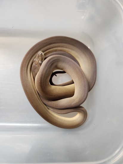 Olive Python by Midgard Serpents