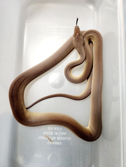 Olive Python by Midgard Serpents