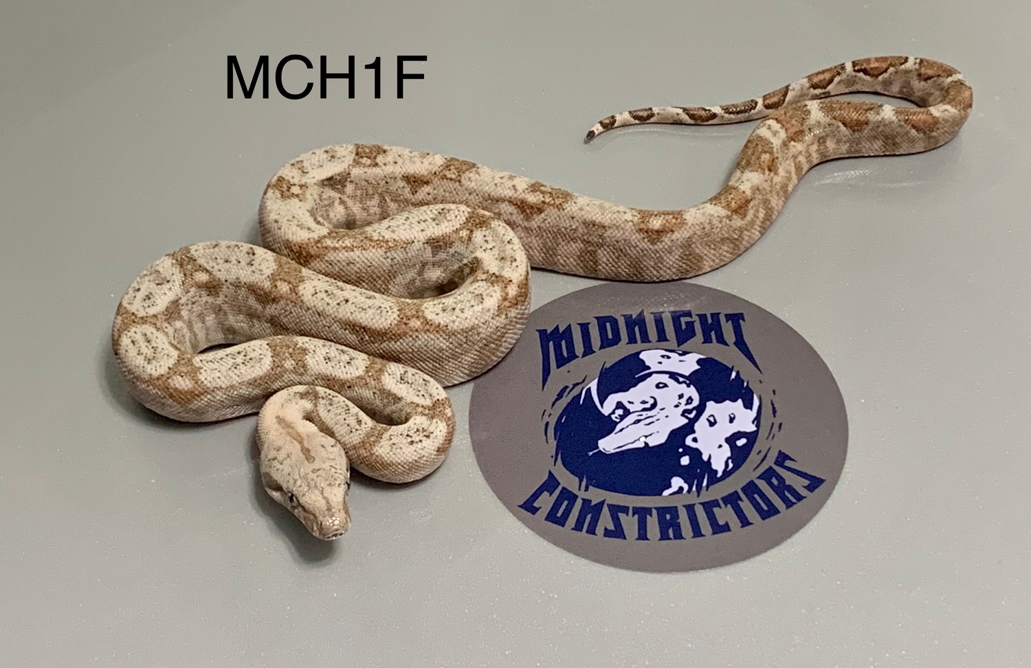 Hog Island Boa Boa Constrictor by Midnight Constrictors MorphMarket