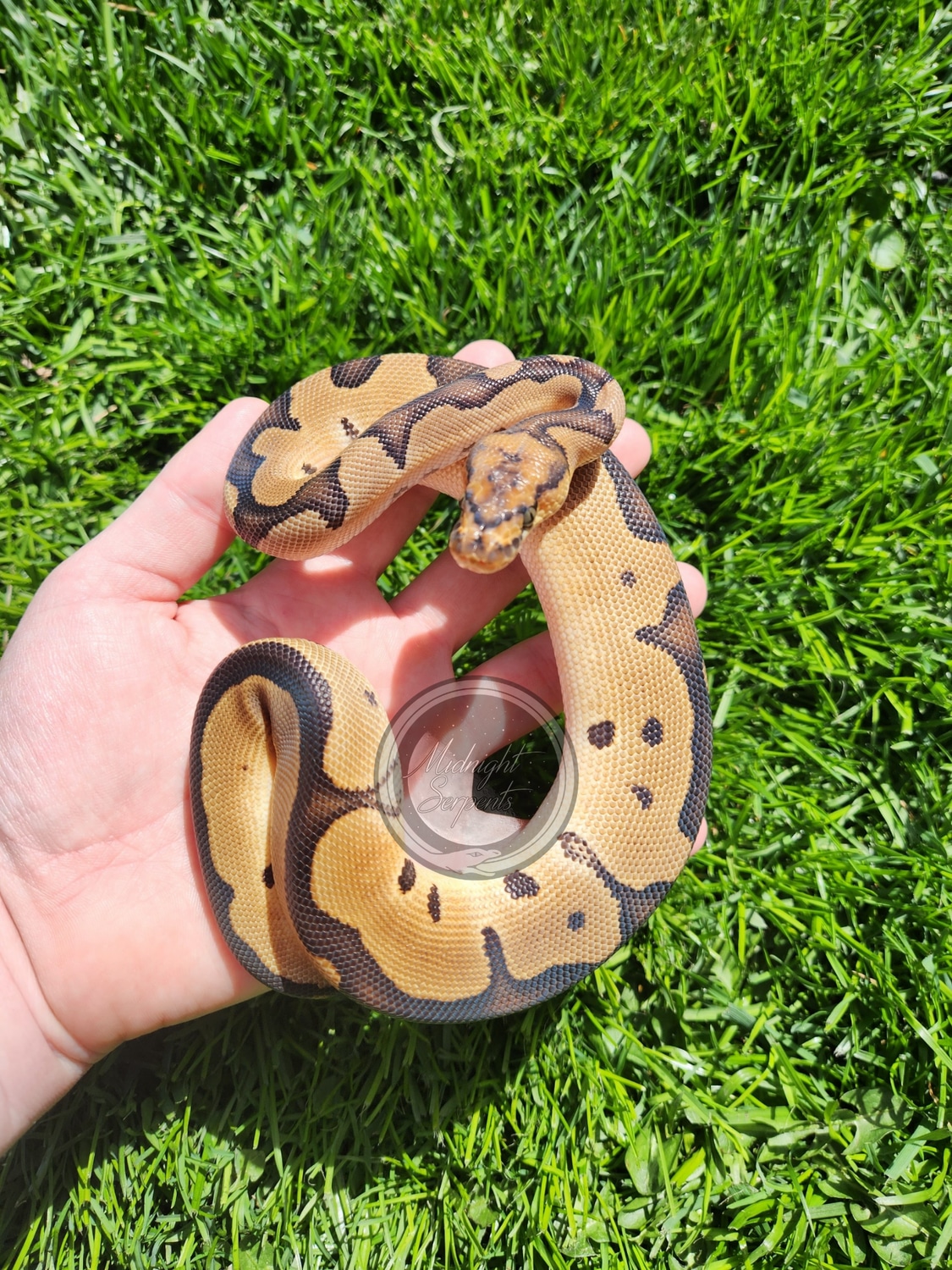Blade Clown Ball Python by Midnight Serpents - MorphMarket