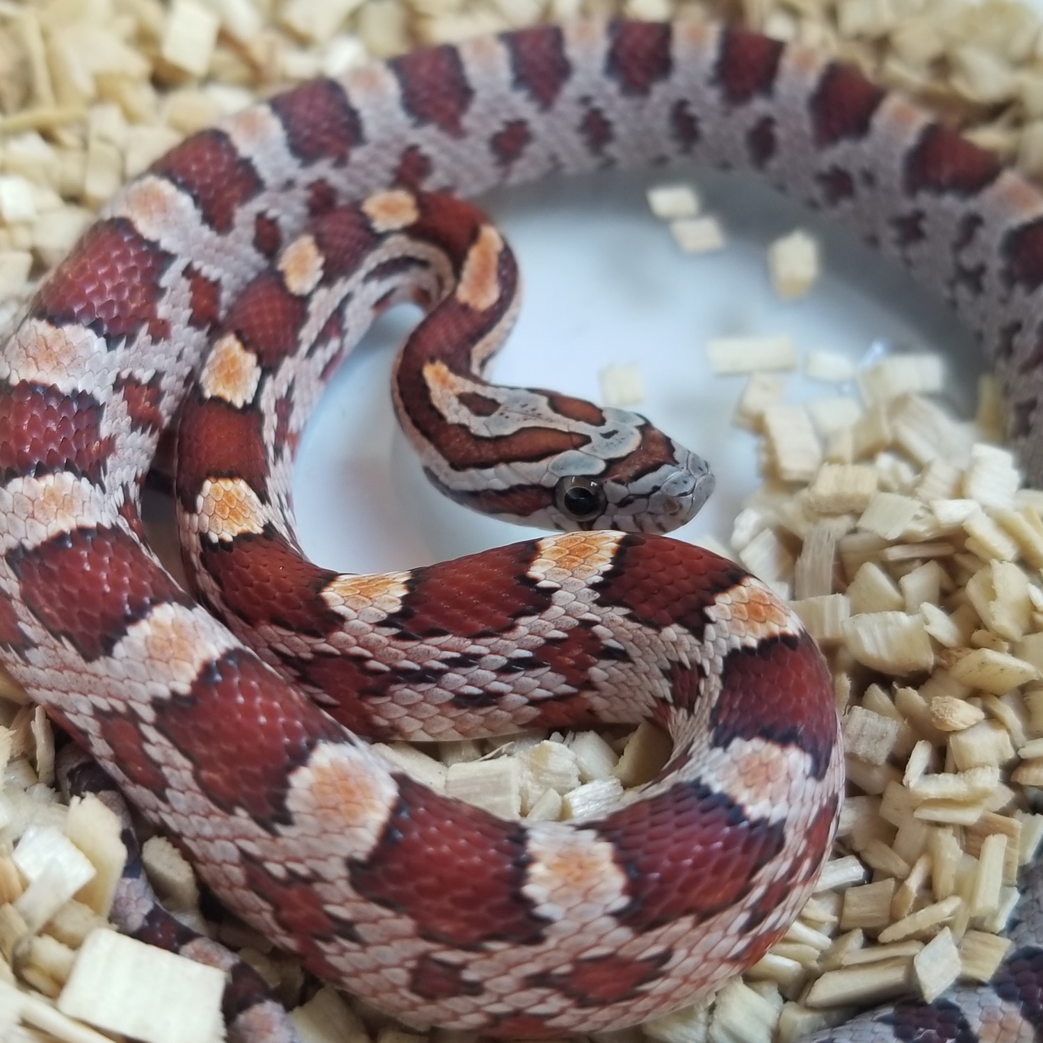 Unbelievable! What Corn Snakes' Teeth Really Look Like - h95hh0u
