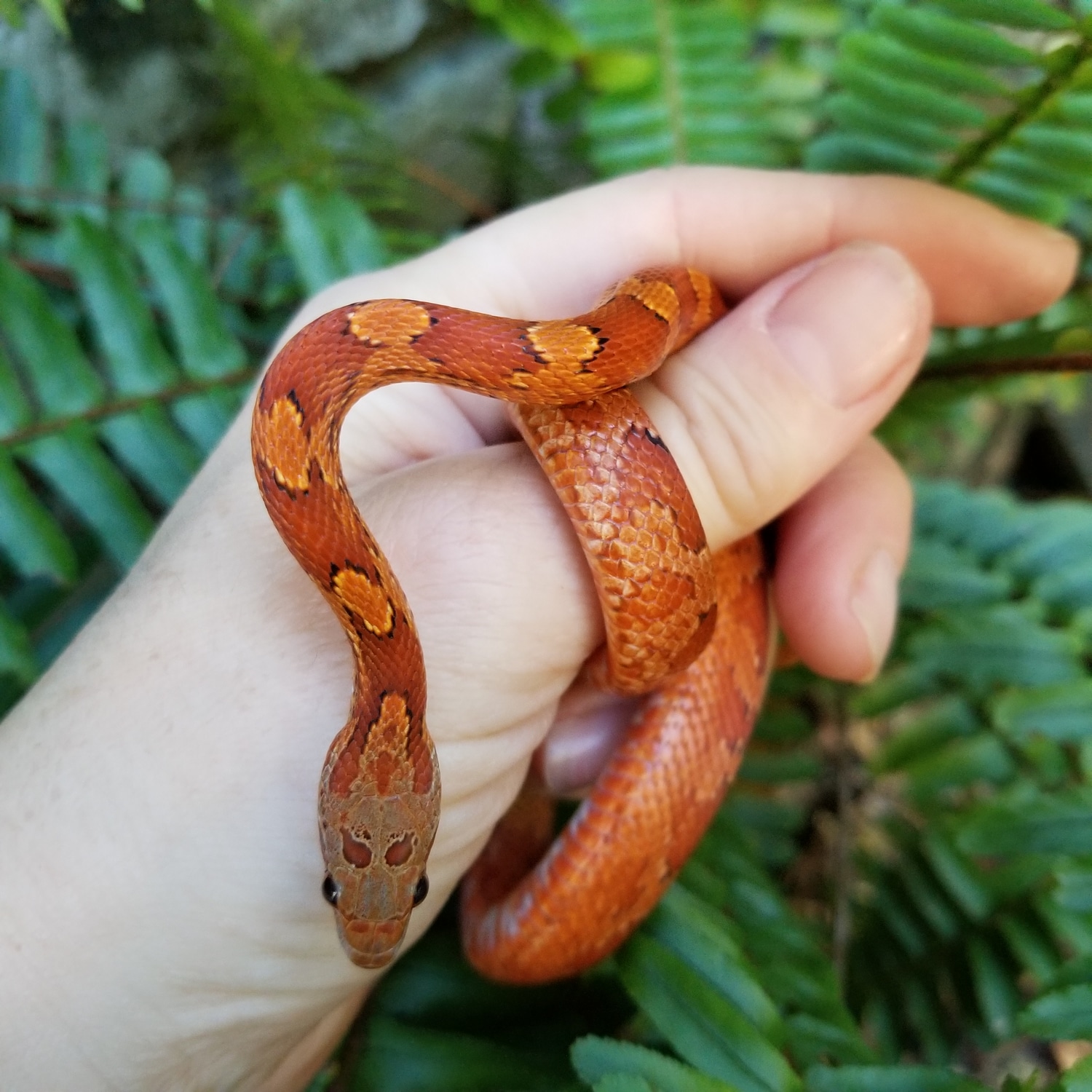 Bloodred Het Pied Het Caramel Het Amel Corn Snake by Midnight Exotics MorphMarket