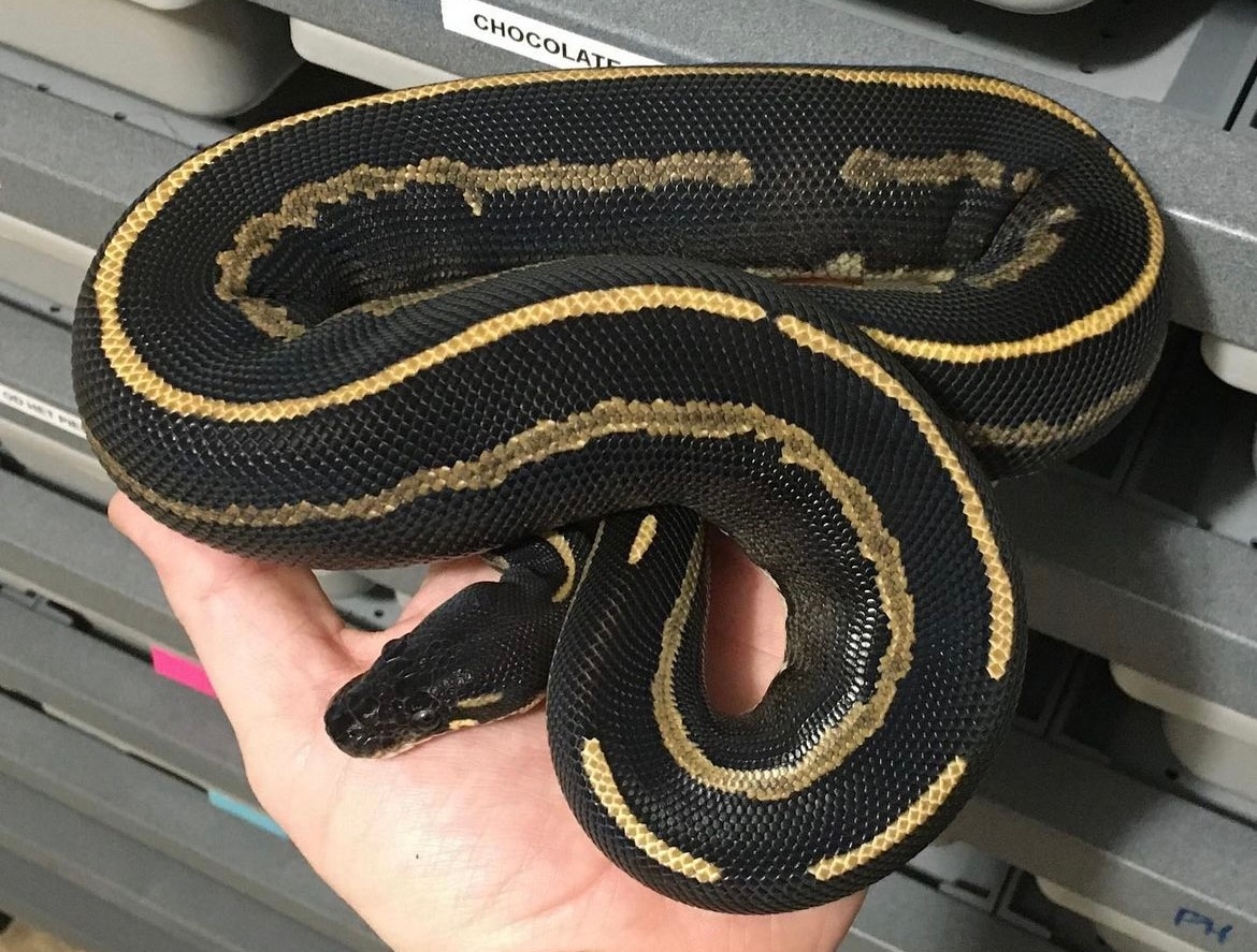 Blackhead Leopard Mystic Ball Python by The Serpent Chamber - MorphMarket