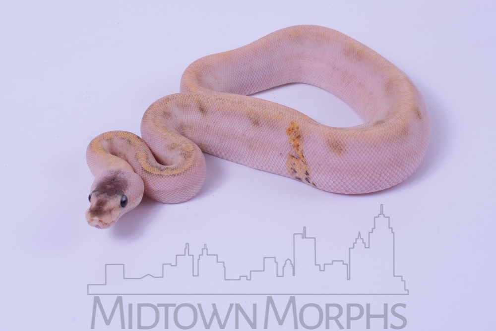 Champagne Enchi Pastel Ball Python by Midtown Morphs MorphMarket