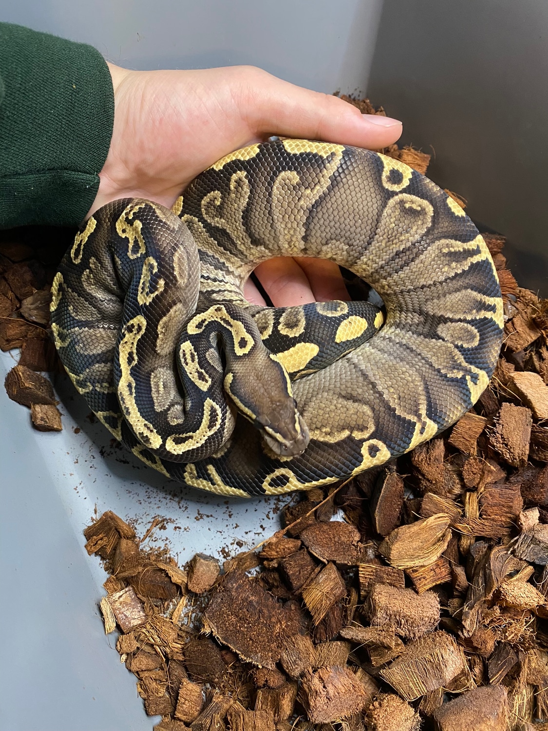 GHI Mystic Het. Clown Ball Python by Midwest Mutations - MorphMarket