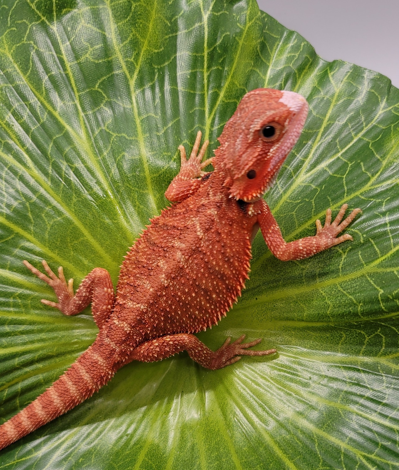 Red Hypo Trans Female Central Bearded Dragon by Midwest Dragons MorphMarket