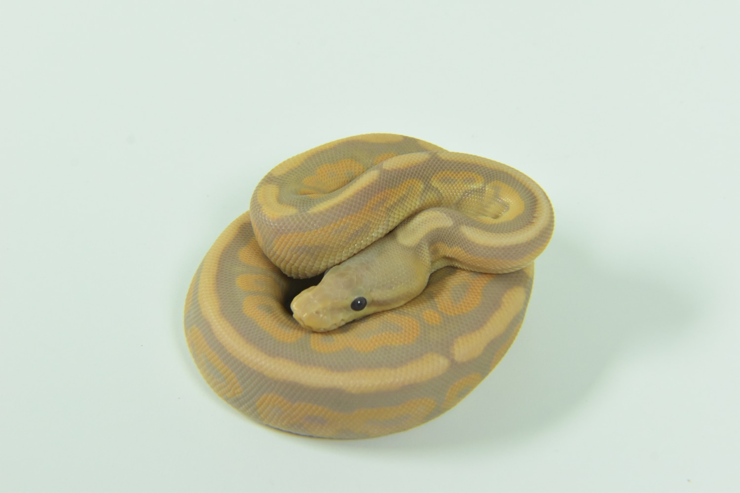 Male Banana Mojave Cinnamon Poss Het Lavender Stripe